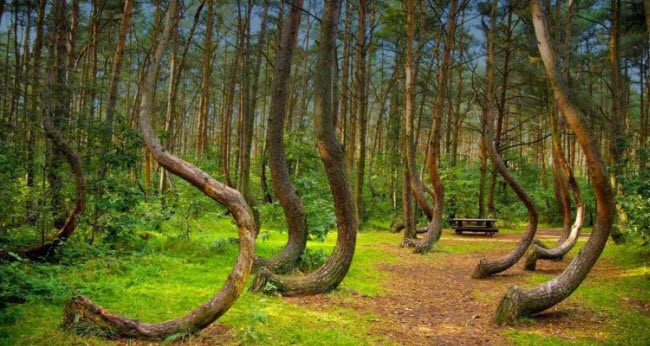  Khu rừng Hoia Baciu nằm ở phía tây thành phố Cluj-Napoca ở vùng Transylvania, Romania. Nơi đây ẩn chứa nhiều truyền thuyết bí ẩn và không thể giải thích như hiện tượng cây mọc uốn cong theo cách kỳ lạ. Rừng được cho là đặt tên theo người chăn cừu biến mất bí ẩn cùng với 200 con cừu tại đây.